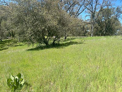 4600 Summer Creek Ct, Shingle Springs, CA 95682